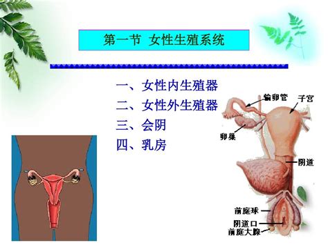 女孩生殖器|女性生殖系统概述